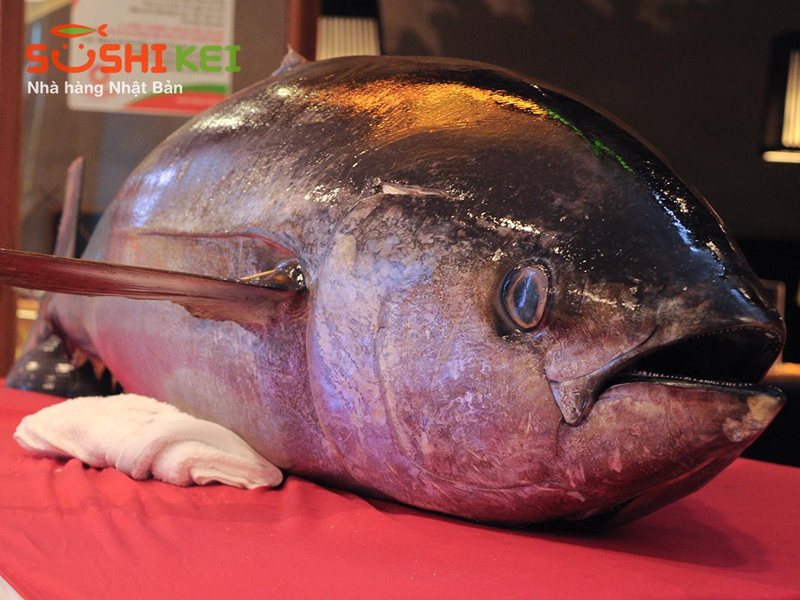 Gợi ý cặp số theo giấc mơ cá ngừ